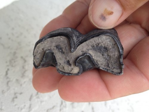 Rhinoceras (Teleoceras sp.) lower premolar tooth chewing surface.<br />
1-3/4″ wide<br />
Miocene or Pliocene epoch Sarasota County, Fla.