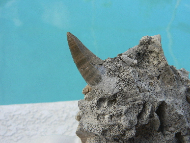 alligator-crocodile-fossils-1