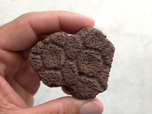 alligator-crocodile-fossils-1