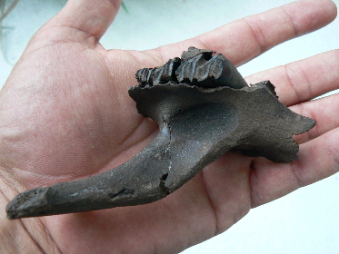 Capybara upper jaw (maxilla) section w/zygomatic arch, 5 inches, Pleistocene Epoch, Arcadia, Fla.