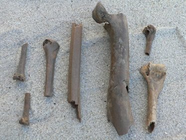 Bird limb bones<br />
Pleistocene epoch<br />
Indian River County, Fla.