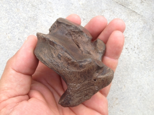 Bison (Bison antiquus) cubonavicular (wrist bone), Pleistocene Epoch, Peace River, Hardee County, Fla.