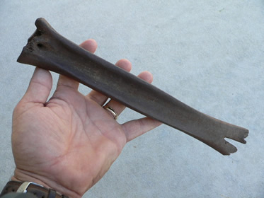 Llama leg bone (cannon or metatarsal), Pleistocene epoch, Indian River County, Fla.
