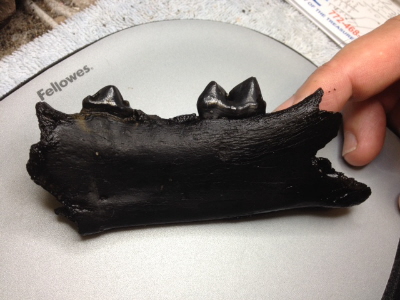 <br />
Jaguar (Panthera onca) right-side lower jaw, approx 4", showing P3 and M1 teeth. (P4 missing), Pleistocene epoch, DeSoto county. Found by Chuck S.