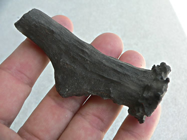 Deer antler base, Pleistocene epoch, Peace River, DeSoto County, Fla.
