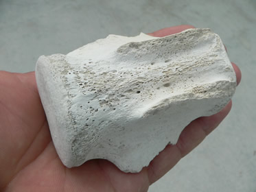 Dolphin vertebra, Miocene epoch, Polk County, Fla. Fossils aren't always dark!