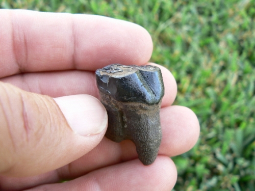 Dugong Tooth, 1-1/2", Miocene Epoch, Peace River, Arcadia, Fl.