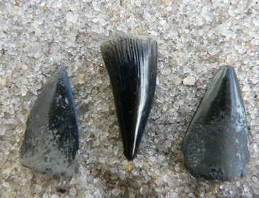 Barracuda teeth, 1/2 to 3/4 inches, Miocene epoch, Peace River, DeSoto County, Fla.