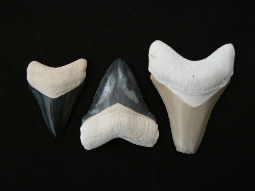 Megalodon shark teeth, Miocene epoch, phosphate mine, Bowling Green, Fl. Largest tooth 2-1/2"