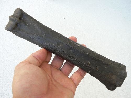 Horse cannon (lower leg) bone, 9-1/2", Pleistocene Epoch, DeSoto County, Peace River, Fla.