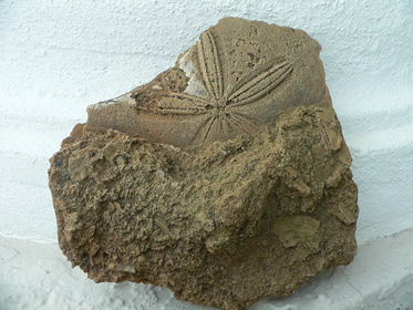 Sand Dollar (Abertella dengleri) in limestone matrix. Miocene epoch, Hardee County, Fl.