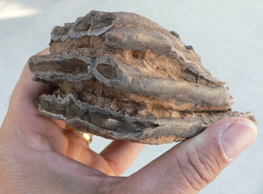 Mammoth tooth fragment showing alternating plates of enamel and cementum. Pleistocene epoch, Indian River County, Fla.