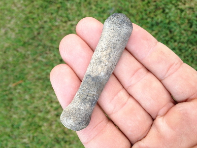 Seal phalange (finger bone), 2-1/2", Sarasota County, Fl. , probably from extinct Caribbean Monk Seal, Pleistocene epoch.