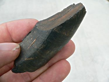 Ground Sloth (Glossotherium) caniniform tooth, Pleistocene epoch, Indian River County, Fla.