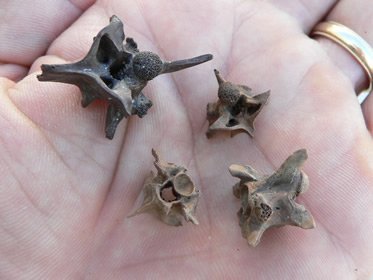 Various snake vertebrae<br />
Pleistocene epoch<br />
Indian River County, Fla.<br />
1/2 to 1 in.