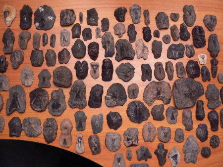 Stingray and skate back and tail spines, Miocene Epoch, Peace River, Hardee and DeSoto counties. 1/2" to 2-1/2"