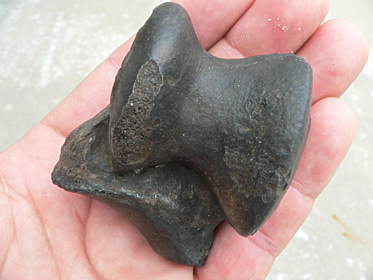 Tapir ankle bone (astragalus), 2-1/2", Pleistocene epoch, Peace River, Hardee county, Fla.