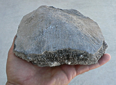 Giant tortoise (Hesperotestudo) shell section, Pleistocene epoch, Indian River County, Fla.