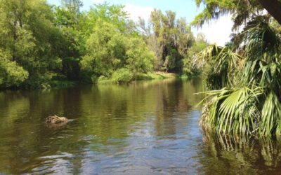 Fossil Collecting Sites in Florida