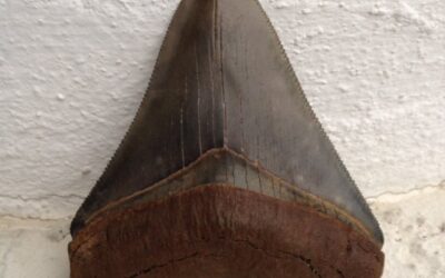 Megalodon Fossil Sites