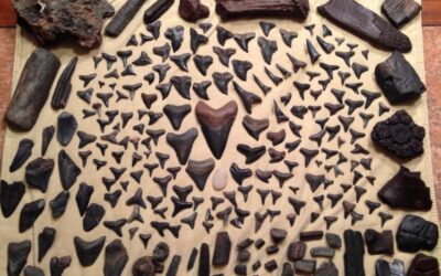 Types of Fossils Found in the Peace River Area