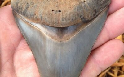 Learn About Fossils in Florida