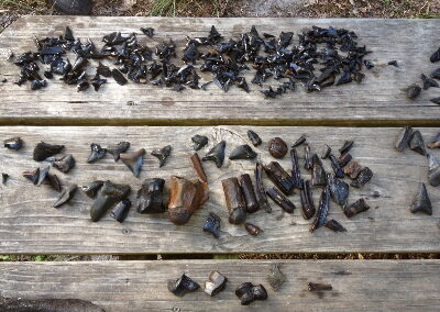 Cindy had a variety haul today.