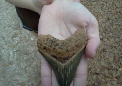 Found on the 1st shovel load of gravel.