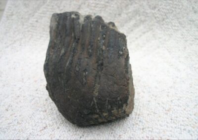 Guy's Mammoth tooth