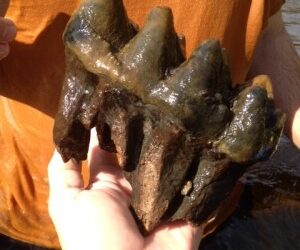 Peace River Fossil Hunting Tour with Larry