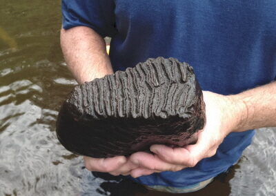 Dan and Julie W.'s mammoth tooth