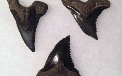 Fossil Shark Teeth in Venice, Florida